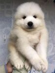 狗