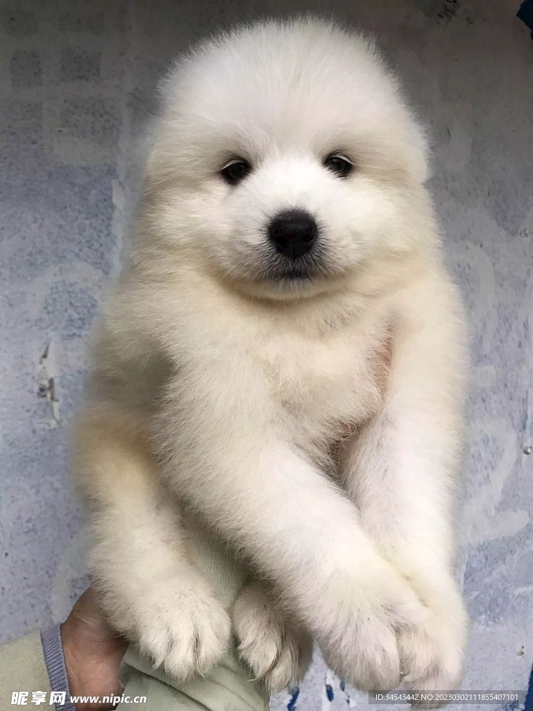 狗