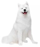 狗
