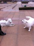 狗