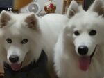 狗