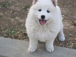 狗