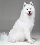 狗