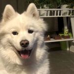 狗