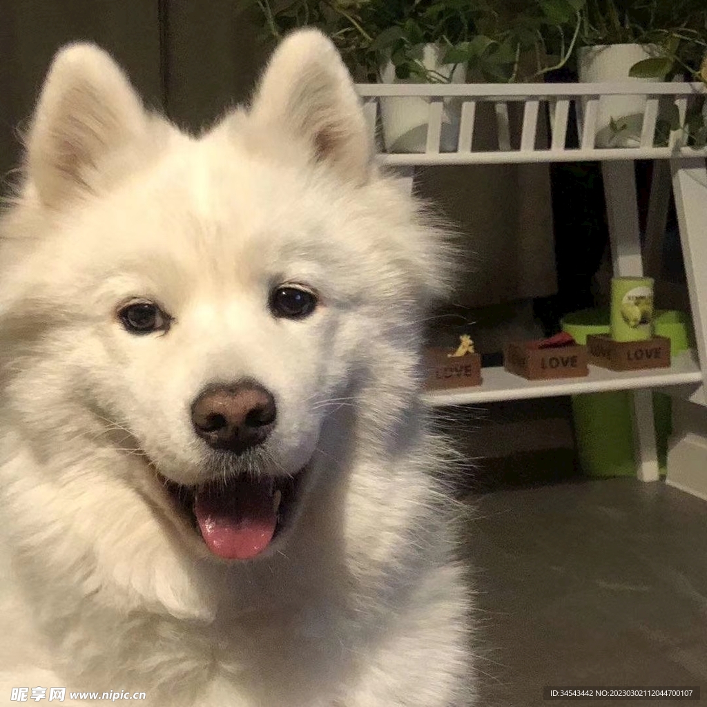 狗