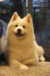 狗
