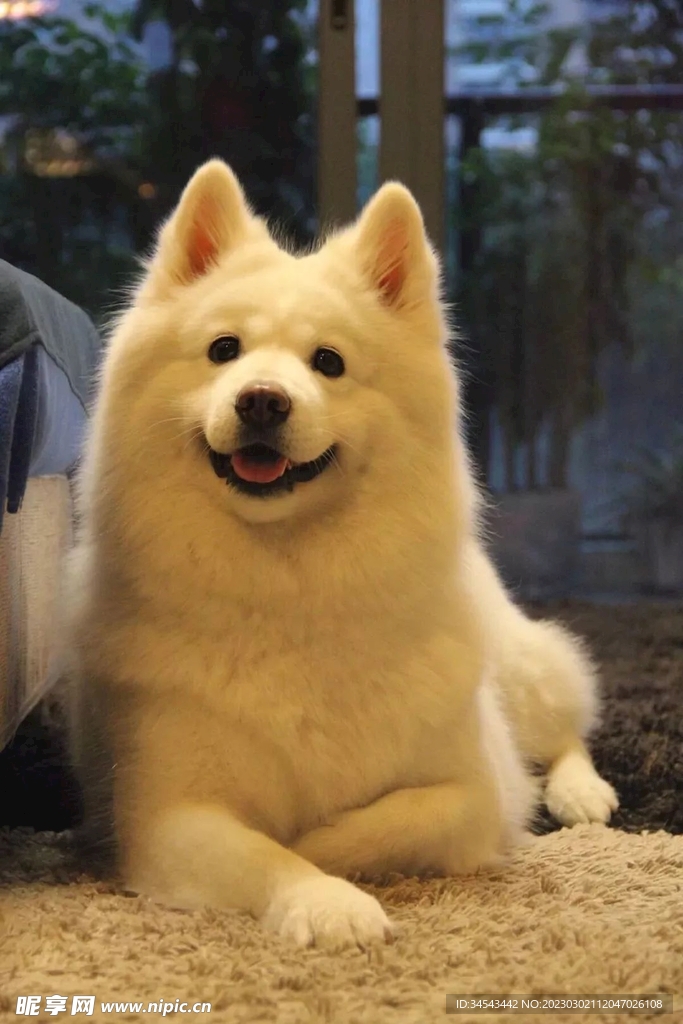 狗