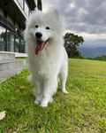 狗