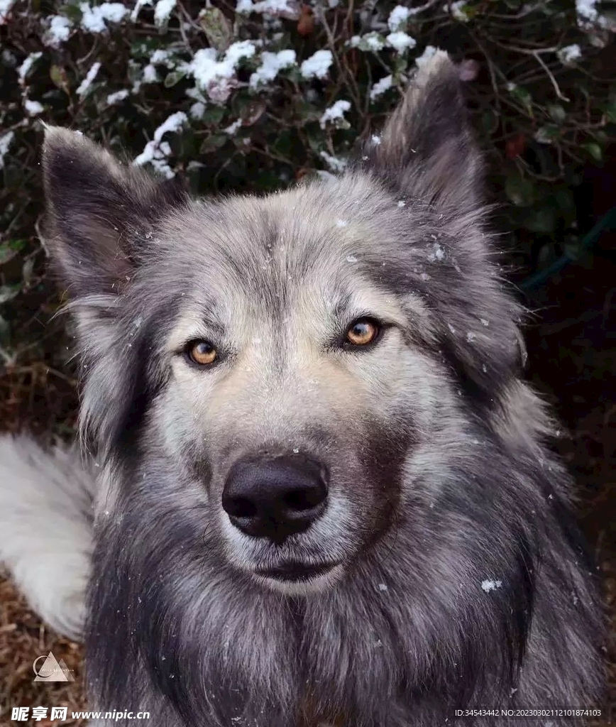 狗