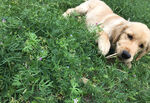 狗