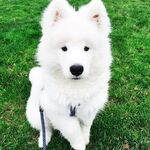 狗