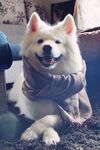 狗