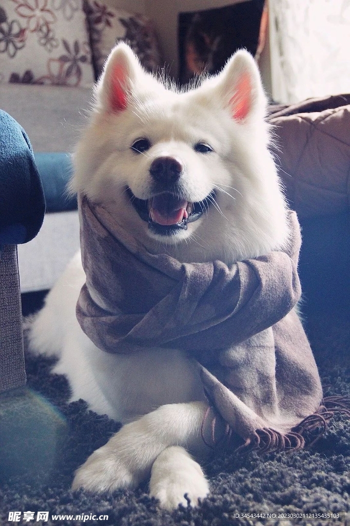 狗