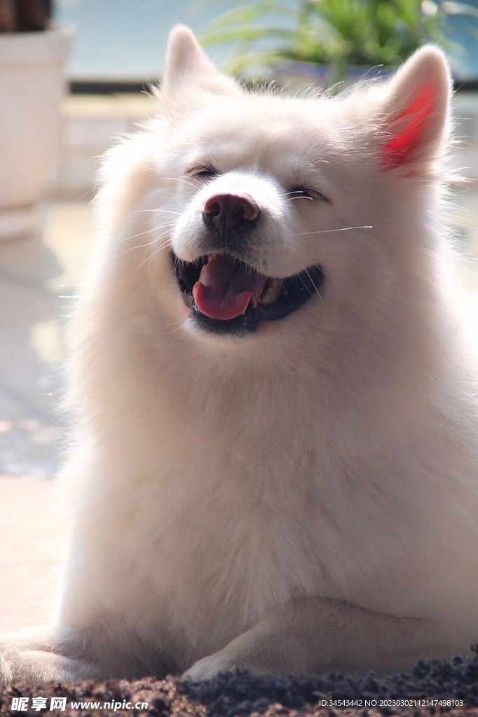 狗