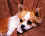 狗