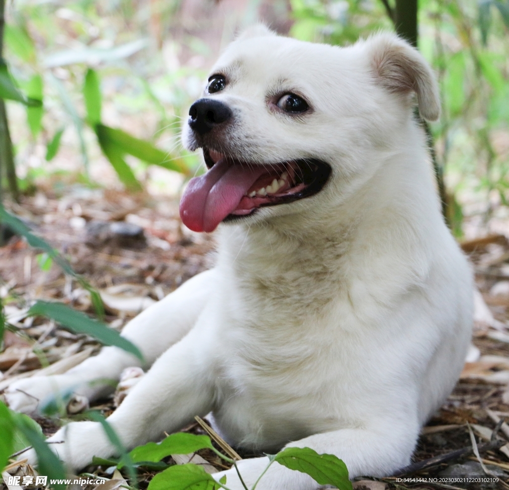 狗
