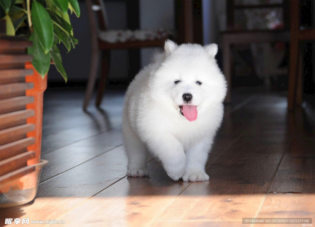 狗