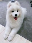 狗