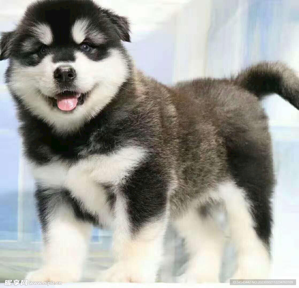 狗