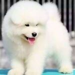 狗