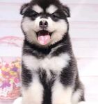 狗