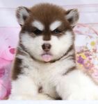 狗