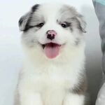 狗