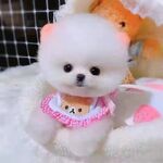 狗