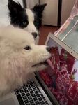 狗