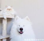狗