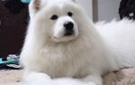 狗