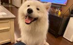 狗