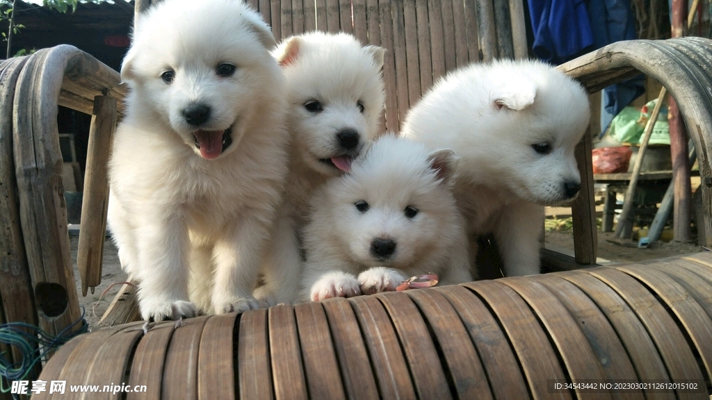 狗