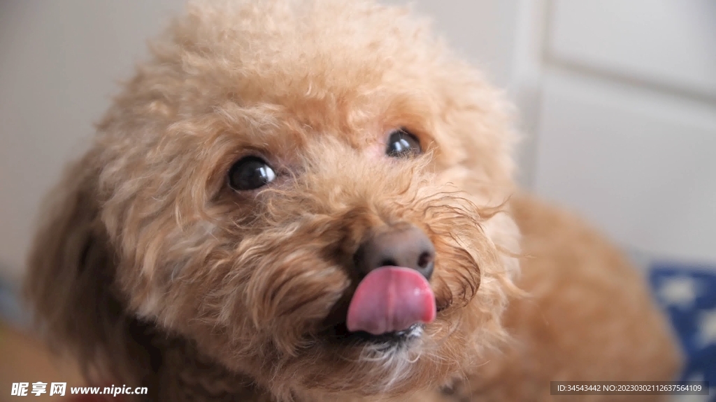 狗