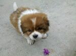 狗