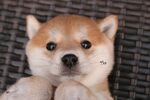 狗