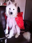 狗