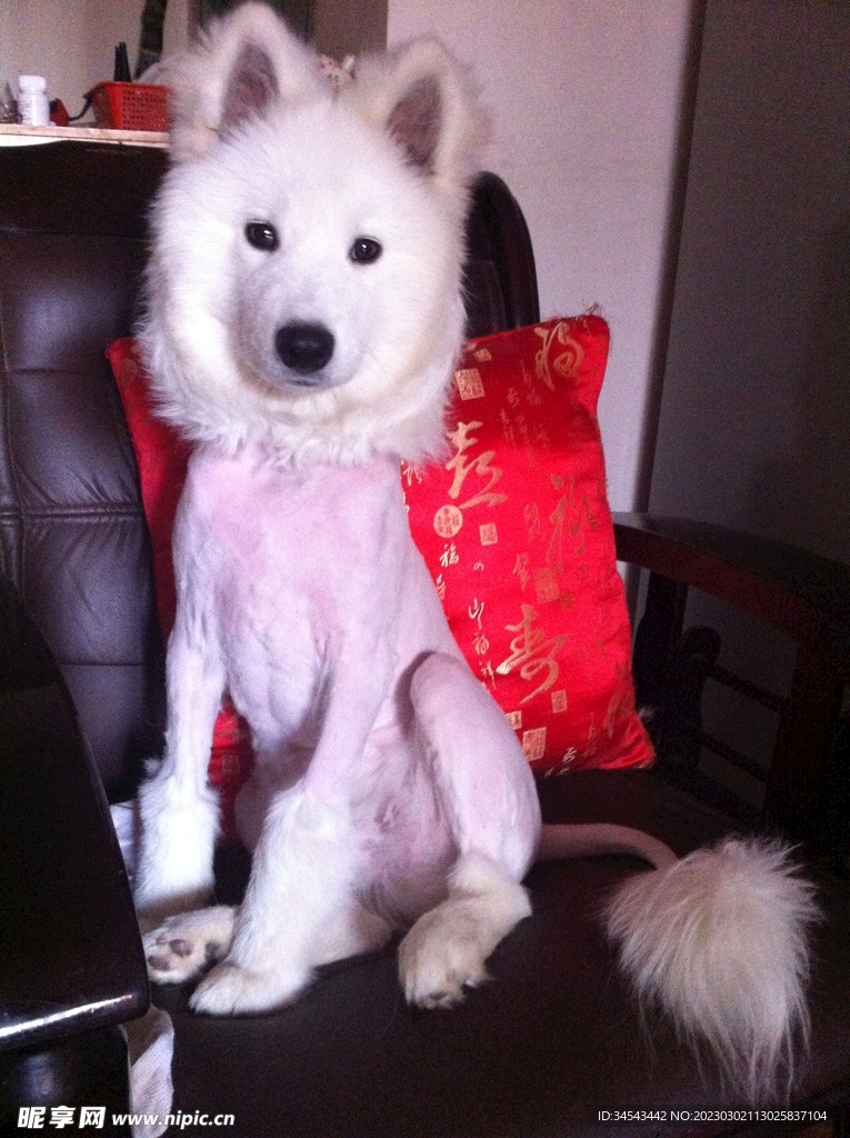 狗
