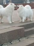 狗