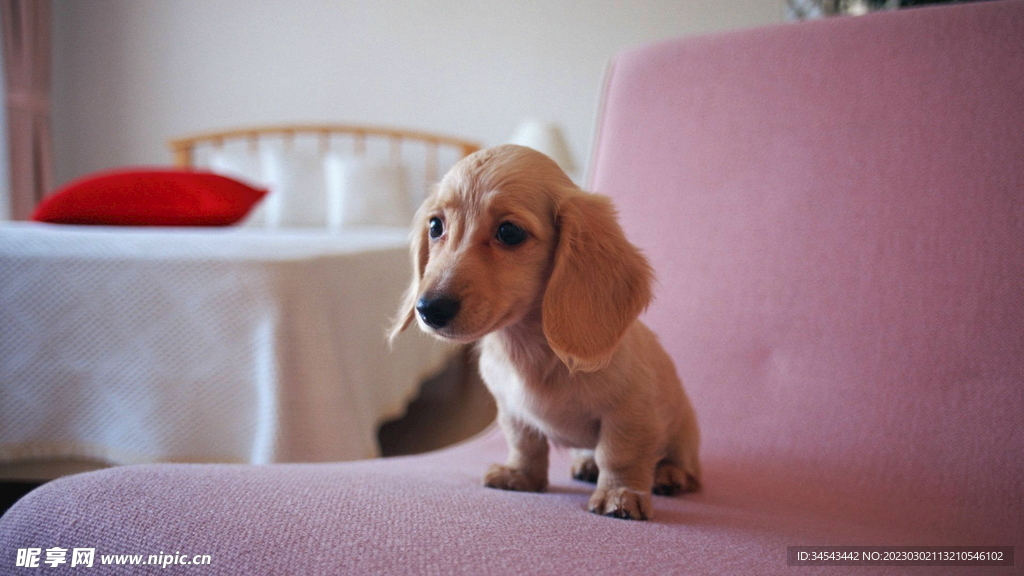 狗