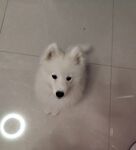狗