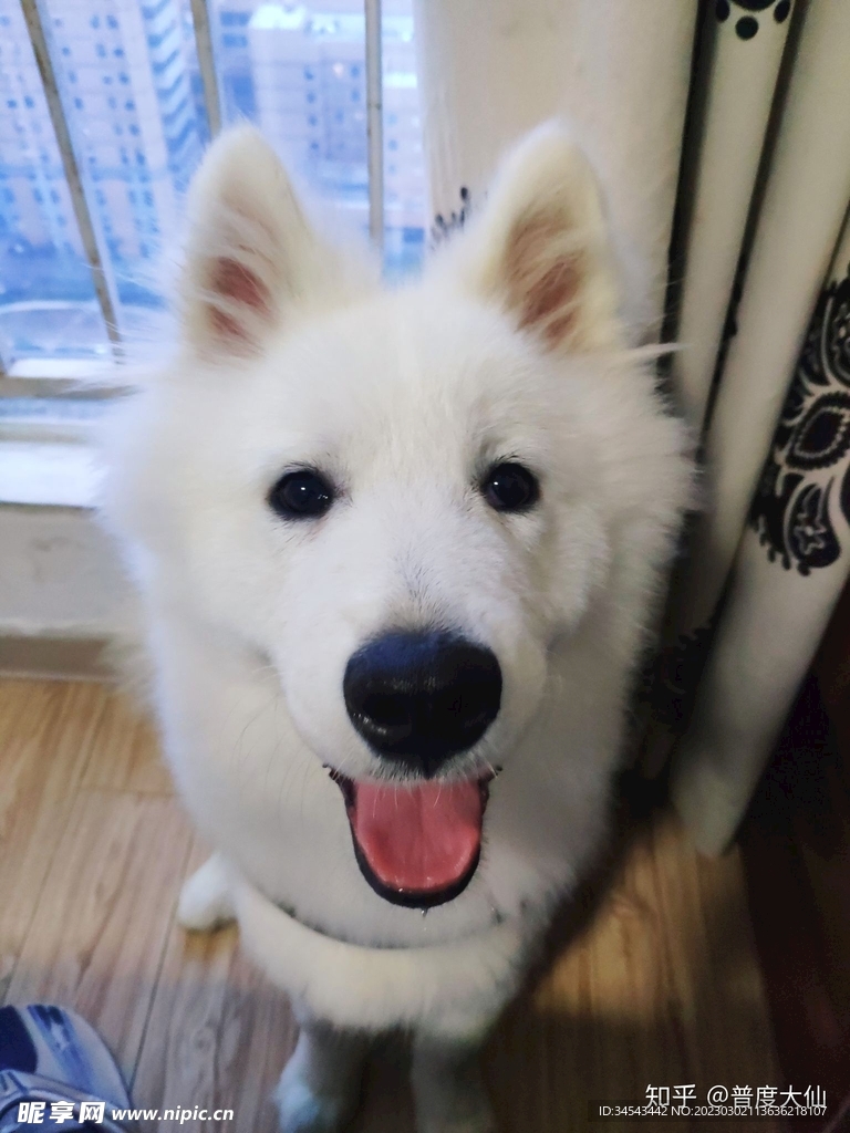 狗