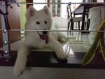 狗