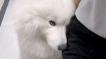 狗