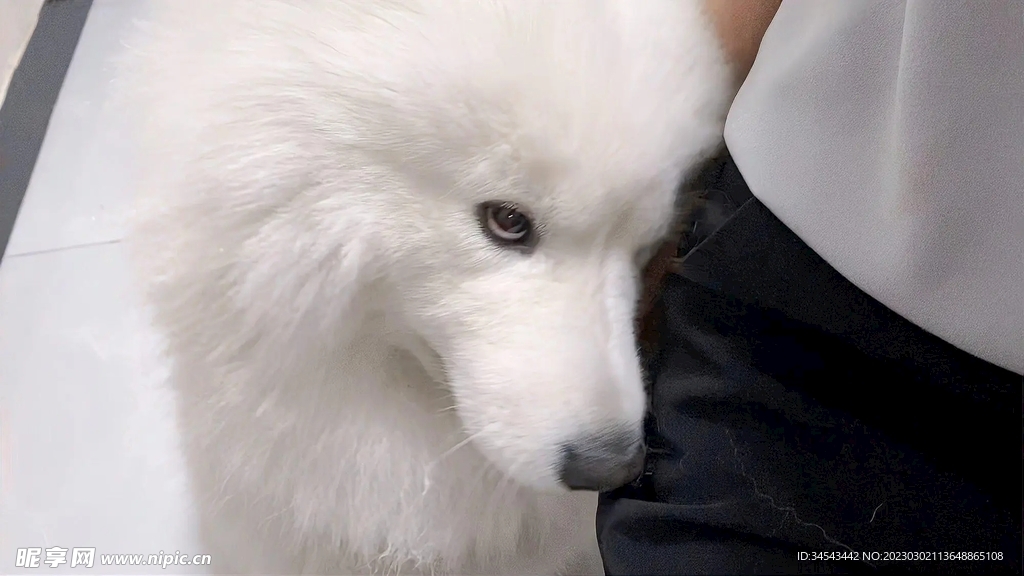 狗