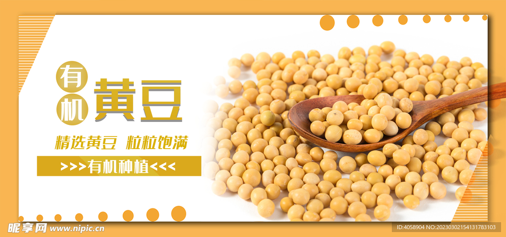 黄豆