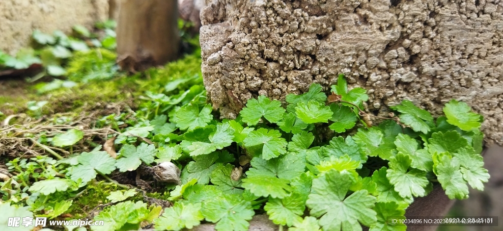 自然金钱草铜钱草