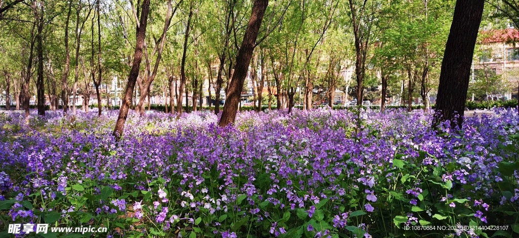 花海森林