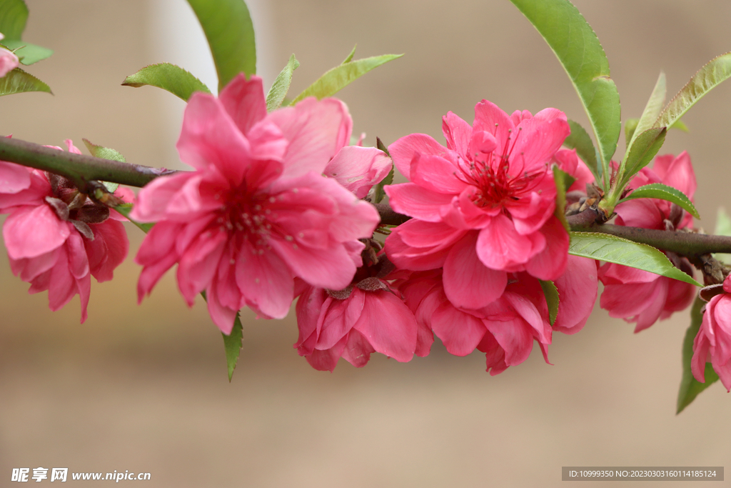 桃花