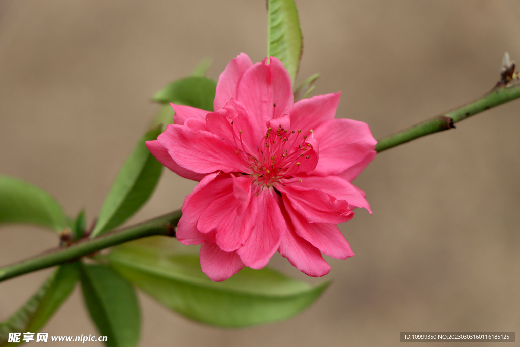 桃花